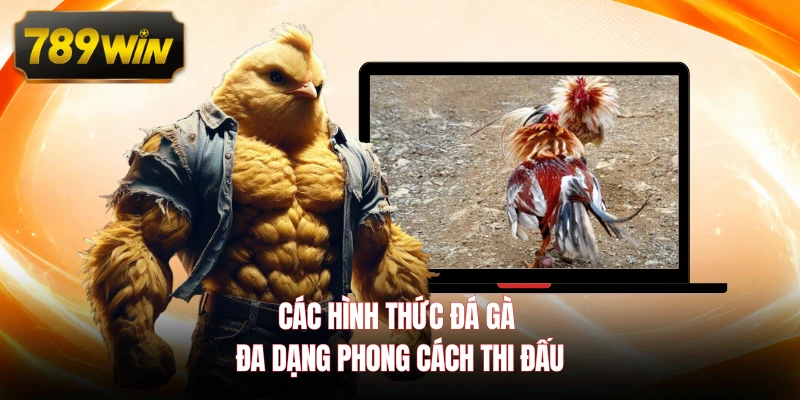 Các hình thức đá gà đa dạng phong cách thi đấu