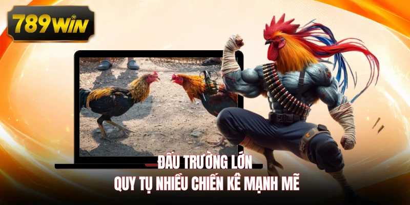 Đấu trường lớn quy tụ nhiều chiến kê mạnh mẽ